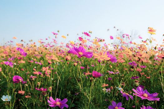 Cosmos with the colorful in summer at sky.