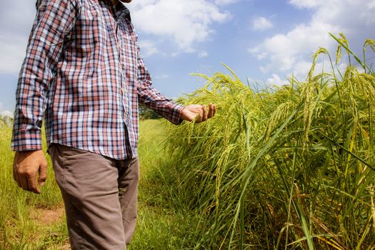 Farmer with ears of rice in fields with the sunlight at sky.