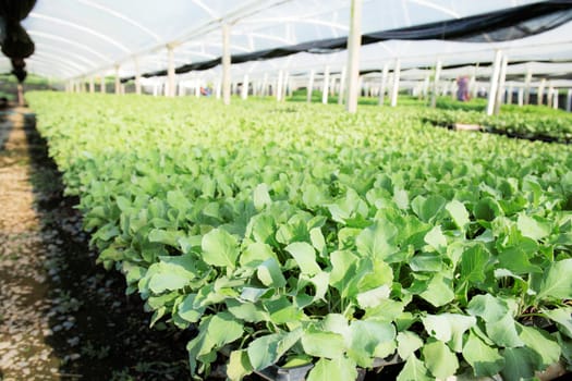 Organic vegetable in greenhouse with the sunlight.