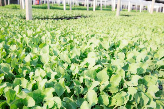 Organic vegetable on plantation in greenhouse with the sunlight.