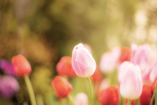 Pink tulip in garden with the colorful at sunlight.