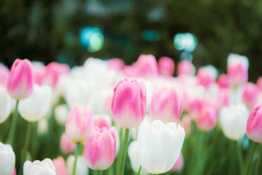 Pink tulip with the beautiful in winter.