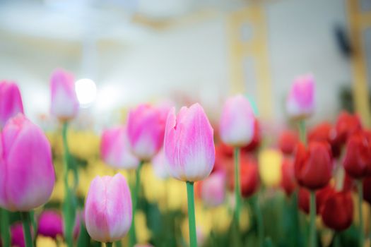 Pink tulip in garden with the beautiful at sunlight.