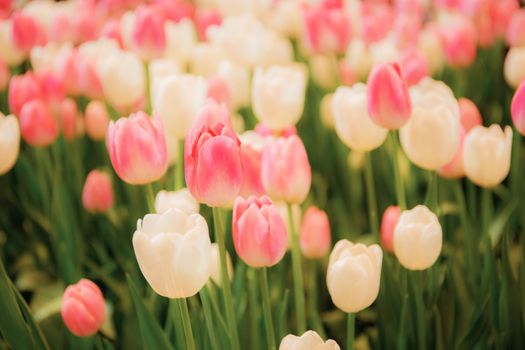 Pink tulip in winter with the colorful background.