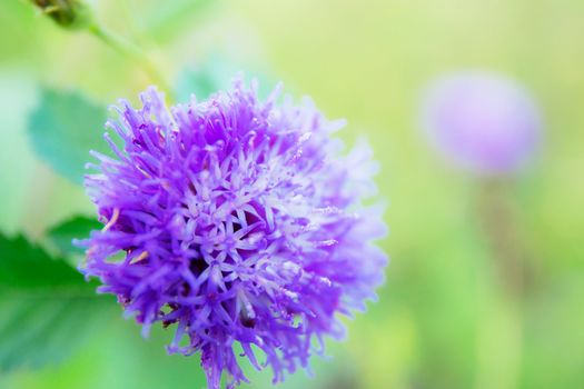 Purple flower in garden with the sunlight.