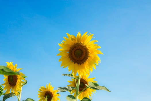 Sunflower with beautiful in winter at the blue sky.