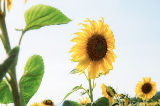 Sunflower in summer at the sunlight.