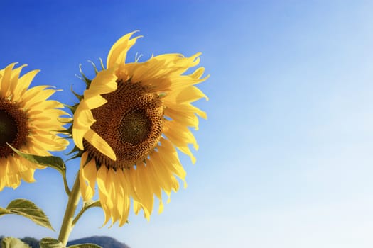 Sunflower in summer with blue sky at the sunlight.