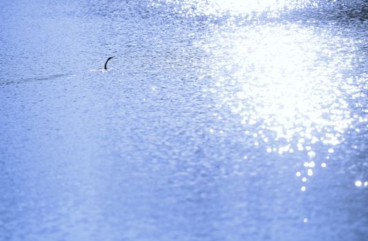 African darter (Anhinga rufa) also known as snakebird swimming in the lake