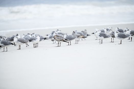 Flock of seagulls at the ocean beach