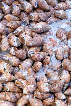 Closed up Sweet shellfish,Fresh seafood in fish market