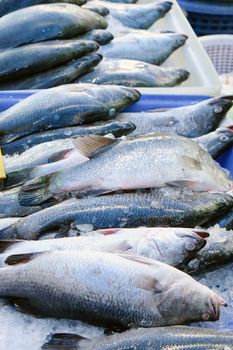 Seafood, Fresh Barramundi Fish in local market,thailand