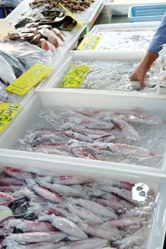 Seafood, Fresh Squid in seafood market, Thailand