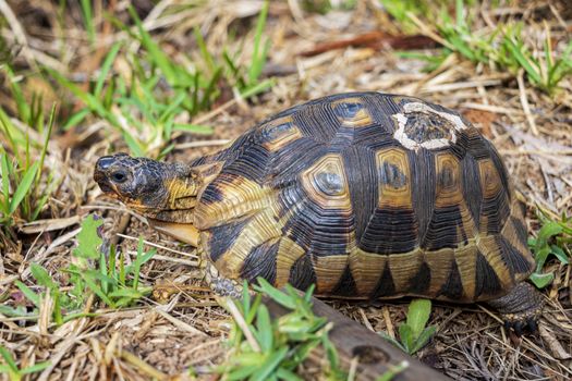 Turtle in the grass in Kirstenbosch Botanical Garden in Cape Town.