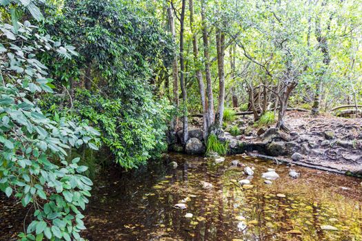 Lake or pond in the forest of Kirstenbosch National Botanical Garden, Cape Town, South Africa.