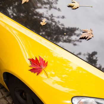 Red leaf fallen on the hood of a yellow and black car. Seasonal concept.