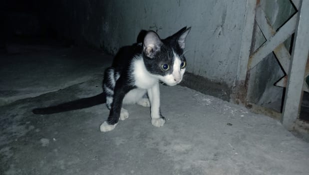 black and white cute cat closeup