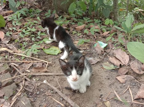 black and white cute cat on forest