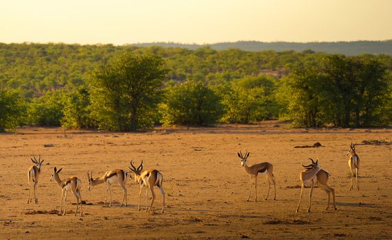 Herd of springbok antelopes, also known as Antidorcas marsupialis, photographed at sunset in Namibia.