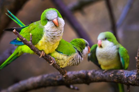 Three colorful amazon parrots sitting on a branch and looking into camera