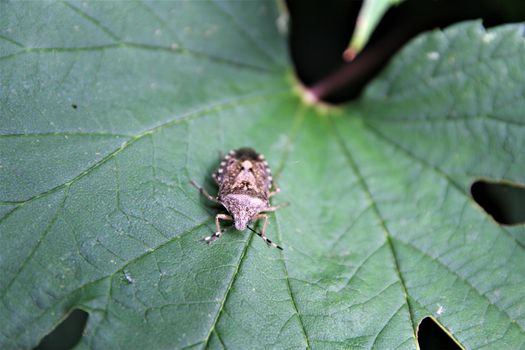 Close up of a marbled tree bug sits on a green leaf