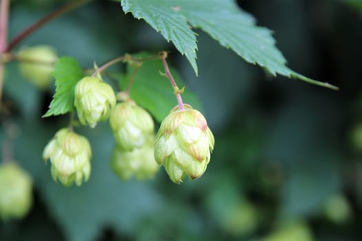real hops on a branch under a green leaf