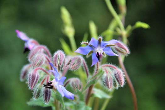 Borango officinalis - borage flower, buds and bloom
