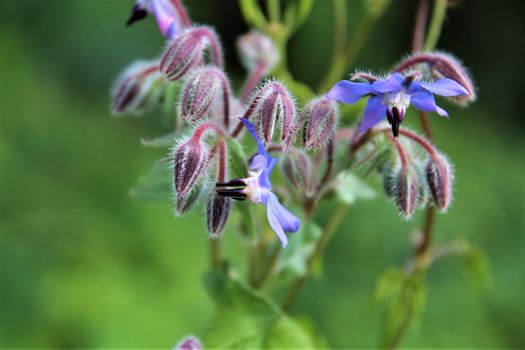 Borango officinalis - a blue borage flower and buds