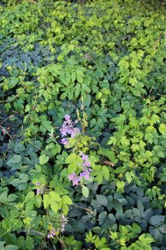 Borango officinalis - a blue borage flower and buds infront of green leafs