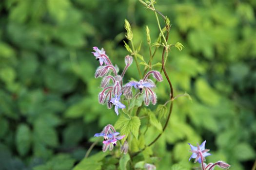 Borango officinalis - a blue borage flower and buds