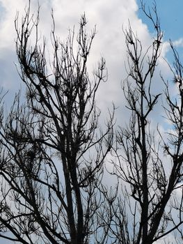 Large branches of trees in the Aggtelek National Park High quality photo