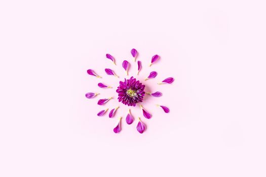 pink chrysanthemum on a pink background with a space for text. layout of pink and green petals on a pink background with space for text. concept of women's holiday, spring holiday, Valentine's day.