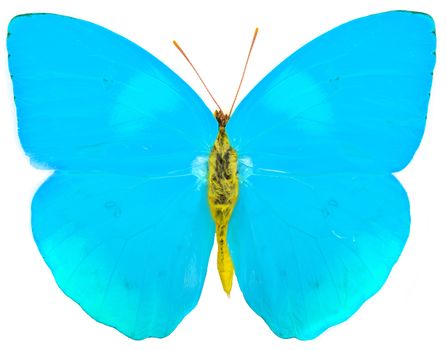 Blue butterfly   isolated on white