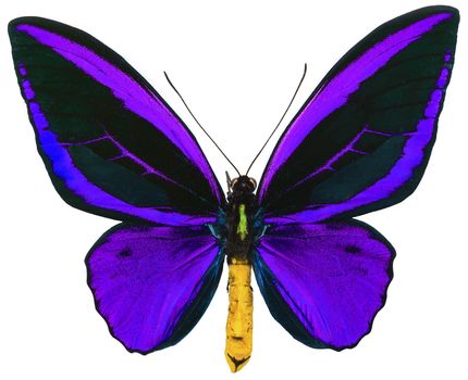 Ornithoptera priamus is a beutiful purple shiny butterfly living in North Australia, Solomon islands, Papua New Guinea and Moluccas. Isolated on white