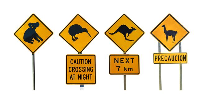 Set of animal road warning signs isolated on a white background. Lama sign is from the South America, Koala and Kangaroo from  Australia and Kiwi from the New Zealand