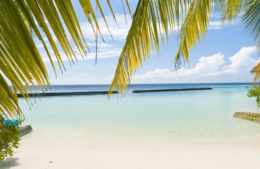 Beautiful tropical paradise in Maldives with coco palms hanging over the white beach and turquoise sea