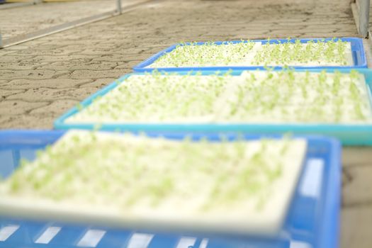 seedling of hydroponic vegetable sprout on wet sponge in plant nursery. lettuce salad growing from seed in farm.