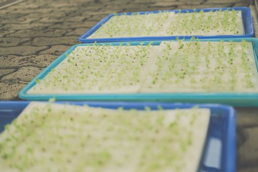 seedling of hydroponic vegetable sprout on wet sponge in plant nursery. lettuce salad growing from seed in farm.