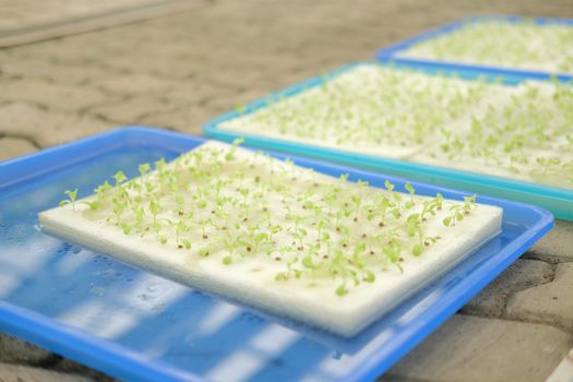 seedling of hydroponic vegetable sprout on wet sponge in plant nursery. lettuce salad growing from seed in farm.