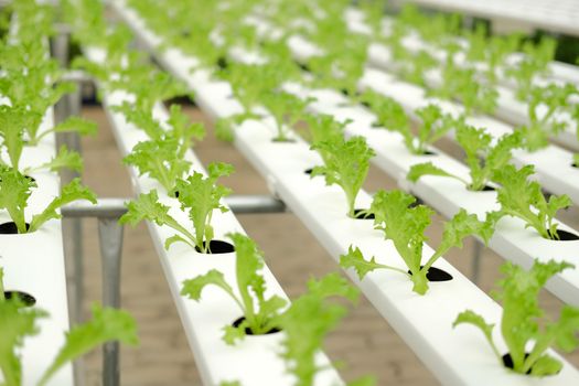 lettuce vegetable growing in plant nursery in hydroponics farm. food & agriculture industry