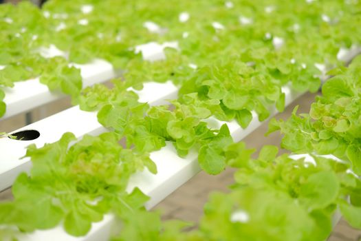 lettuce vegetable growing in plant nursery in hydroponics farm. food & agriculture industry