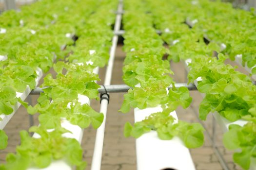 lettuce vegetable growing in plant nursery in hydroponics farm. food & agriculture industry
