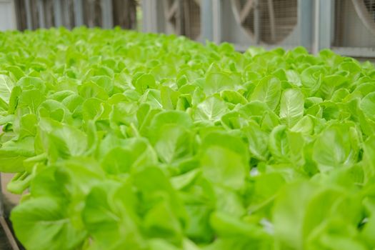 lettuce vegetable growing in plant nursery in hydroponics farm. food & agriculture industry