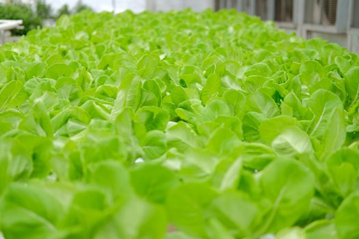 lettuce vegetable growing in plant nursery in hydroponics farm. food & agriculture industry