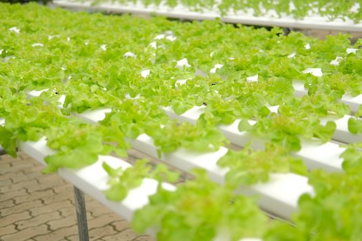 lettuce vegetable growing in plant nursery in hydroponics farm. food & agriculture industry