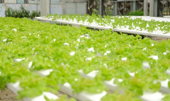 lettuce vegetable growing in plant nursery in hydroponics farm. food & agriculture industry