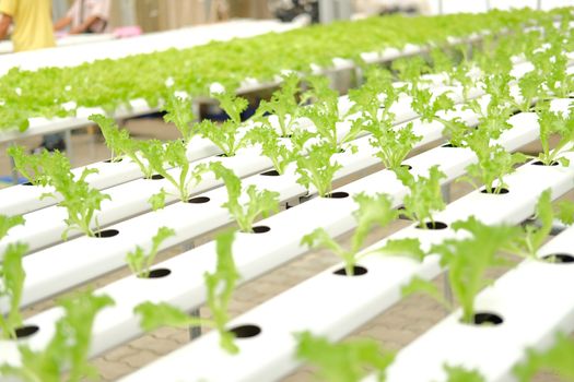 lettuce vegetable growing in plant nursery in hydroponics farm. food & agriculture industry