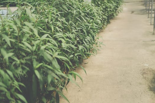 Vietnamese Coriander vegetable plant growing in garden farm