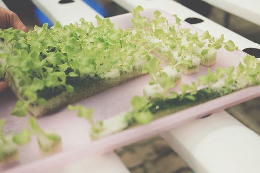 seedling of hydroponic vegetable sprout on wet sponge in plant nursery. lettuce salad growing from seed in farm.