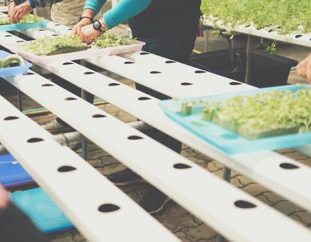 seedling of hydroponic vegetable sprout on wet sponge in plant nursery. lettuce salad growing from seed in farm.